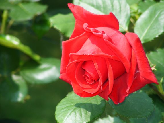Veterans' Honor photo vh2013_06090040_zpsa1434f88.jpg